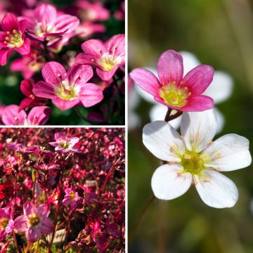 Duo Nature - Duo de Rosier et Penstemons