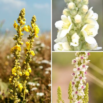 Duo Nature - Duo de Rosier et Penstemons