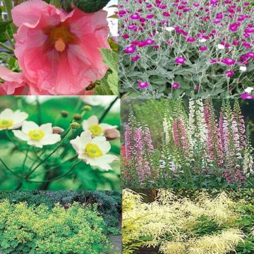 Alternative au gazon : 10 plantes couvre-sols pouvant être piétinés