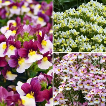 Collection Nemesia