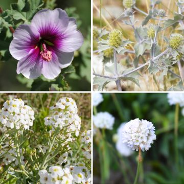 Collection vivaces de bord de mer