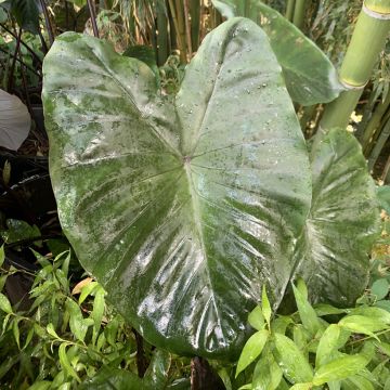 Colocasia Jack's Giant - Oreille d'éléphant