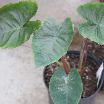 Colocasia Hawaiian Punch - Taro 