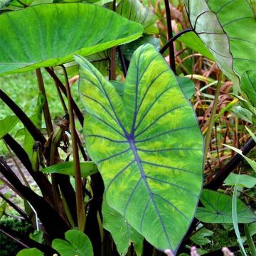 Colocasia Blue hawaii - Oreille d'éléphant