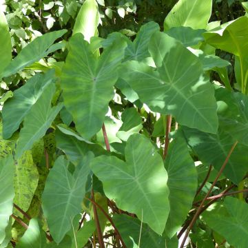 Colocasia esculenta - Taro