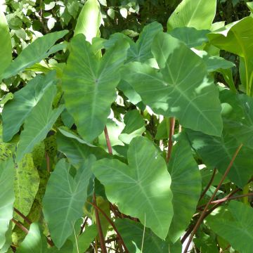 Colocasia esculenta - Oreille d'éléphant - Taro