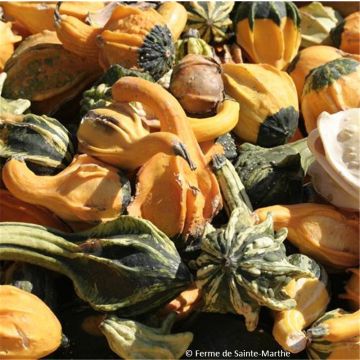 Coloquintes Indian Mix Bio - Ferme de Sainte Marthe