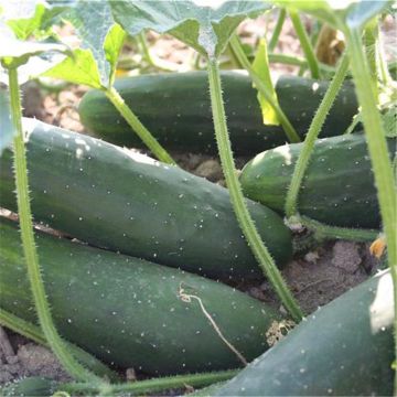 Graines Et Jeune Plante De Scabra De Cucamelon Ou De Melothria D'isolement  Sur Le Fond Blanc Photo stock - Image du croissance, agriculture: 90135206