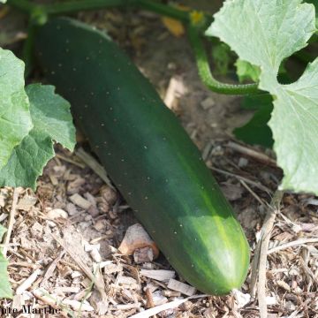 Cucamelon ou Concombre melon - Graines Bio - Ferme de Sainte Marthe