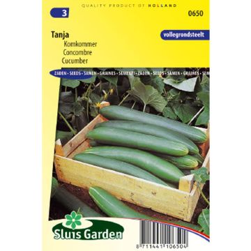 Concombre Tanja - Cucumis sativus