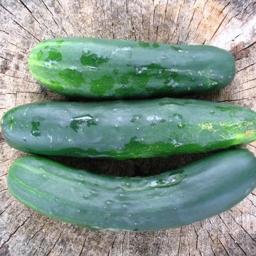 Cucamelon ou Concombre melon - Graines Bio - Ferme de Sainte Marthe