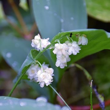 Convallaria Flore Pleno - Muguet à fleurs doubles