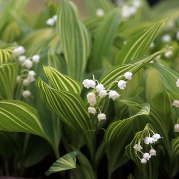 Muguet blanc panaché - Convallaria majalis Albostriata