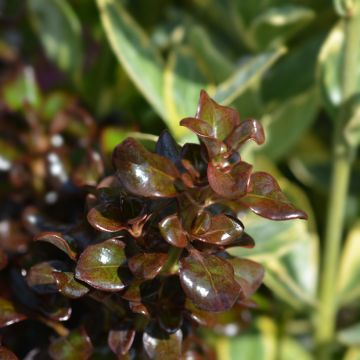 Coprosma Pacific Night