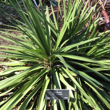 Cordyline Ti Tawhiti