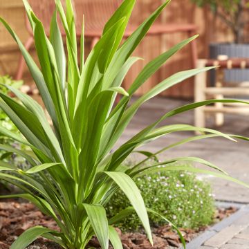 Cordyline australis Peko