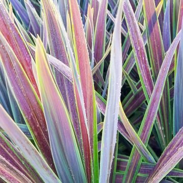 Cordyline australis Mint Chocolate