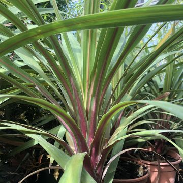 Cordyline australis Peko