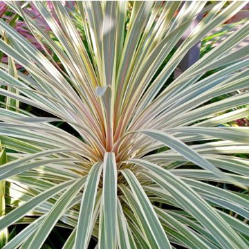 Cordyline australis Pink Champagne