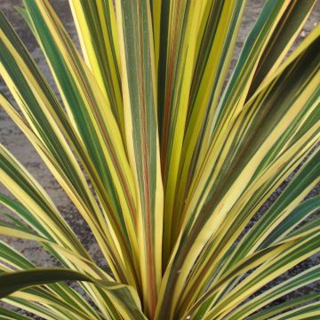 Cordyline  australis Torbay Dazzler