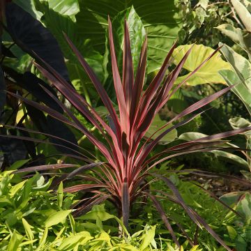 Cordyline Can Can