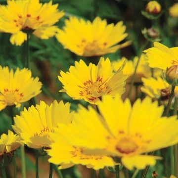 Graines de Coreopsis vivace Be Bop