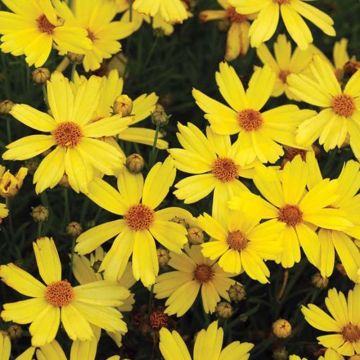 Coreopsis Citrine - Coréopsis