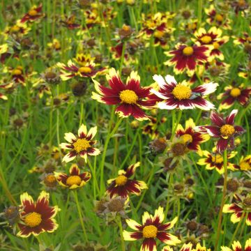 Coreopsis Cosmic Eye