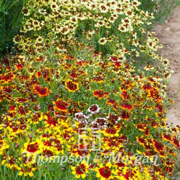 Graines de Coréopsis annuel Incredible Dwarf Mix - Coreopsis x tinctoria