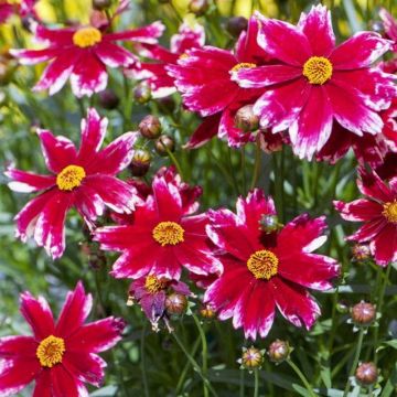 Coreopsis Madras Magic - Coréopsis