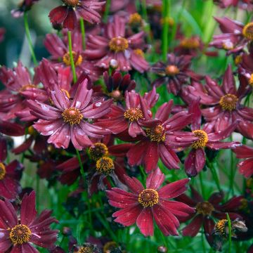 Coreopsis Ruby Red - Coréopsis à feuilles en aiguille