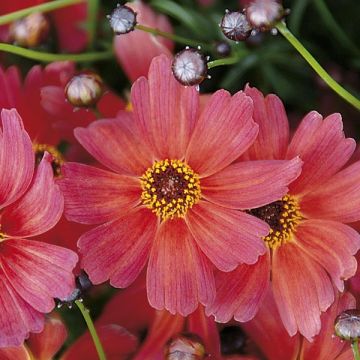 Coréopsis annuel Sunstar Orange