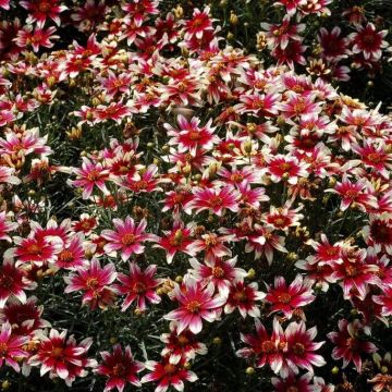 Coreopsis Sunstar Rose