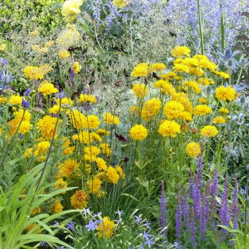 Coreopsis alpinus Early Sunrise - Coreopsis à grandes fleurs doubles