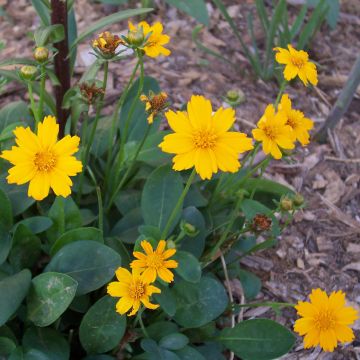 Coreopsis auriculata Elfin Gold - Coréopsis auriculé