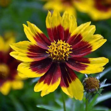 Coreopsis grandiflora Sonnenkind - Oeil de Jeune Fille