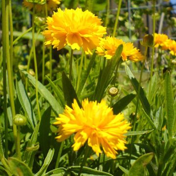 Coreopsis grandiflora Louis d'Or - Coréopsis à grandes fleurs doubles