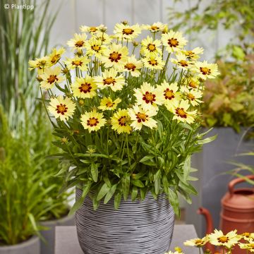 Coreopsis grandiflora Sonnenkind - Oeil de Jeune Fille