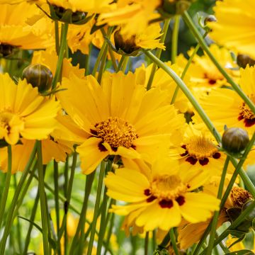 Coreopsis grandiflora Sonnenkind - Oeil de Jeune Fille