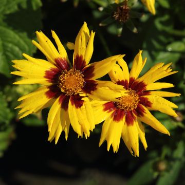 Coreopsis grandiflora Sunkiss - Coréopsis à grandes fleurs simples