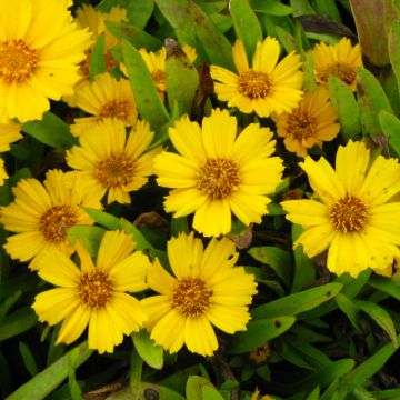 Coreopsis lanceolata Goldtaler - Coréopsis à feuilles lancéolées