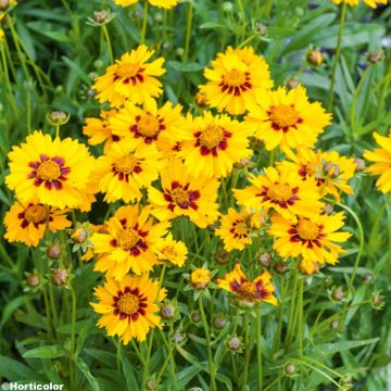 Coreopsis lanceolata Sterntaler - Coréopsis à feuilles lancéolées