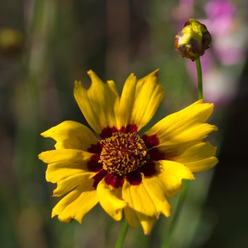 Coreopsis lanceolata Sterntaler