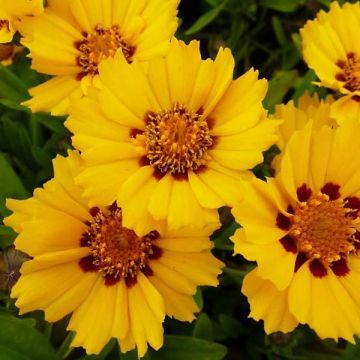 Coreopsis lanceolata Walter - Oeil de jeune fille Walter