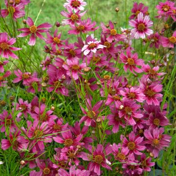 Coreopsis rosea Heaven's Gate - Coréopsis rose