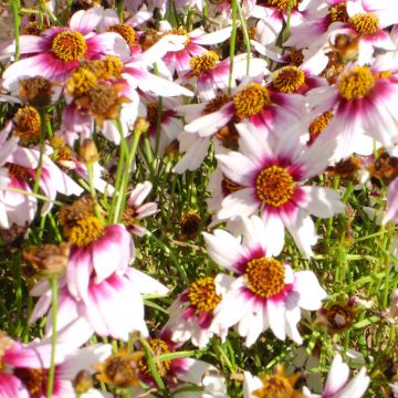 Coreopsis rosea Sweet Dreams - Coréopsis à fleurs blanc-crème et rouge framboise foncé