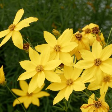 Coreopsis verticilata Sunbeam - Coreopsis verticillé