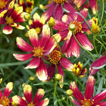 Coreopsis verticillata Bengal Tiger - Coréopsis verticillé