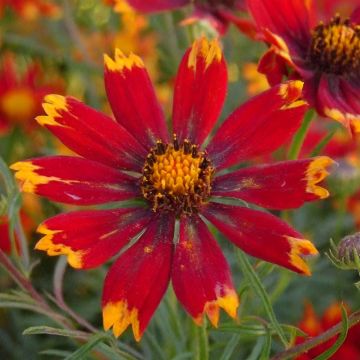 Coreopsis verticillata Zagreb - Coréopsis verticillé