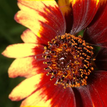 Coreopsis verticillata Route 66 - Coréopsis verticillé